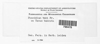 Image of Phacidium taxi